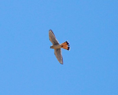 kestrel Image0182.jpg