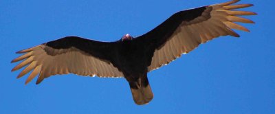 turkey vulture Image0089.jpg