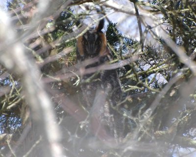 long-eared owl Image0063.jpg
