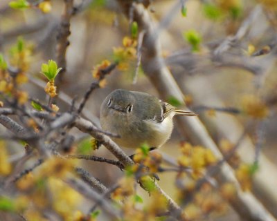 ruby-crowned kinglet Image0010.jpg