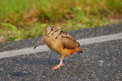 Woodcock Strut