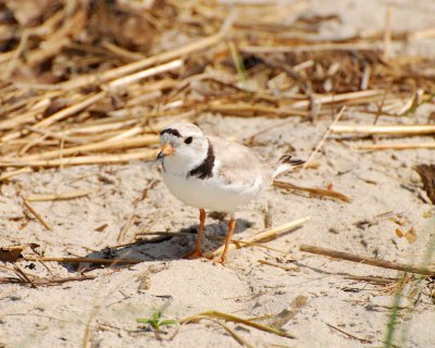Piping Plover Image0019.jpg