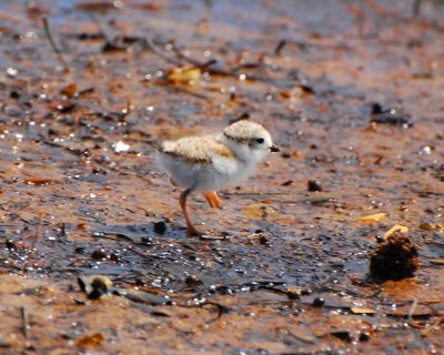 Piping Plover chick Image0041.jpg