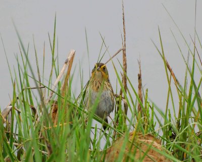 saltmarsh sparrow Image0015.jpg