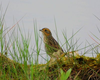 saltmarsh sparrow Image0012.jpg