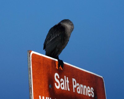 cormorant DSC_7134.jpg