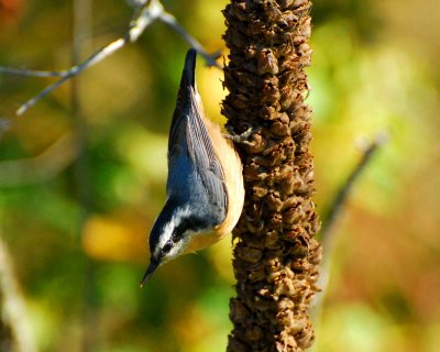 red-breasted nuthatch DSC_7358.jpg