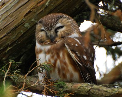 saw-whet owl.jpg