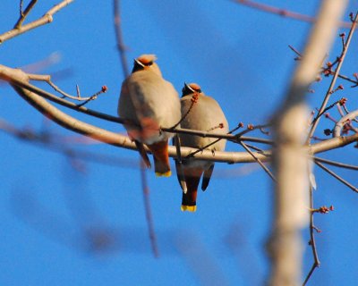 Bohemian Waxwing DSC_7994.jpg