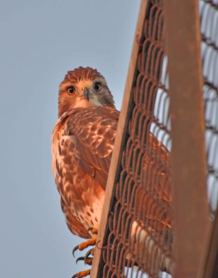 red-tailed hawk DSC_3095.jpg