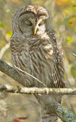 Barred Owl DSC_3457.jpg