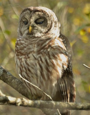 Barred Owl DSC_3493.jpg
