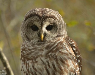 Barred Owl on Plum Island