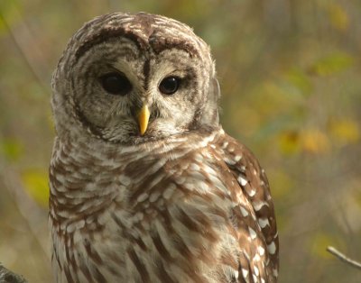 Barred Owl DSC_3529.jpg