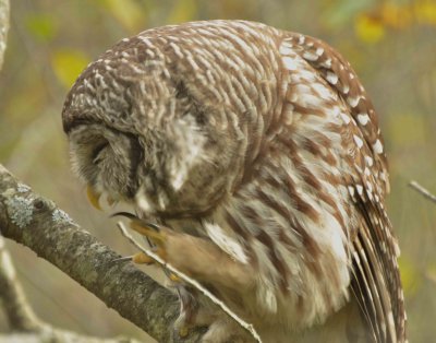 Barred Owl DSC_3539.jpg