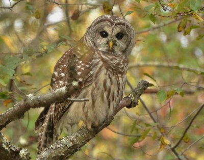 Barred Owl on Plum Island