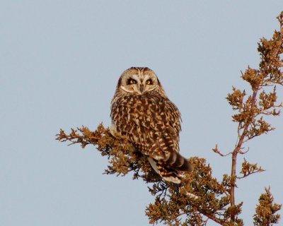 short-eared owl Image0011.jpg