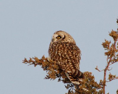 short-eared owl Image0010.jpg
