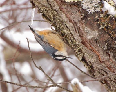red breasted nuthatch Image0043.jpg