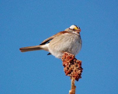 white throated sparrow 2008_0224Image0003.jpg