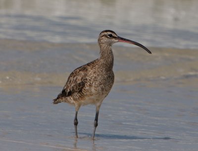 Whimbrel at Honeymoon Island State Park
