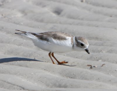 Piping Plover at the park.