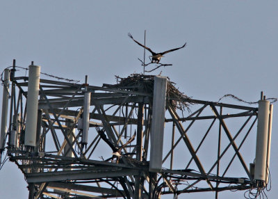 Almost there, Look for the second eagle below.  9720