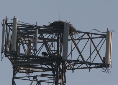 Regrouping for a Second Try-see the perched eagle below 9722