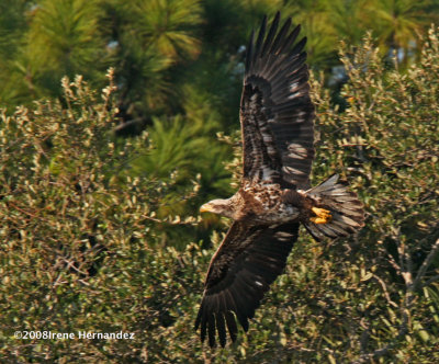 Fetching another Branch