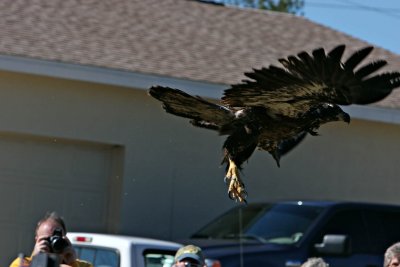 eaglerelease0098.jpg