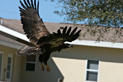 eaglerelease0102.jpg