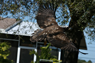 eaglerelease0103.jpg