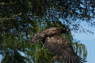 eaglerelease0104.jpg