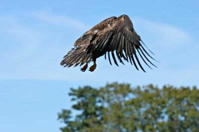 eaglerelease0105.jpg