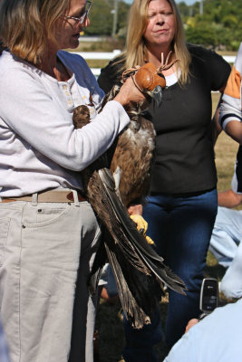 Eagle Release