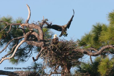 A Better View of the Eagle Nest Pine Tree