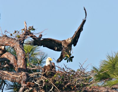 Closeup of Male Eagle with Branch