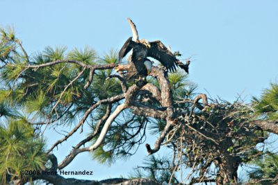 Photo of Eagles Copulating Taken through the Windshield