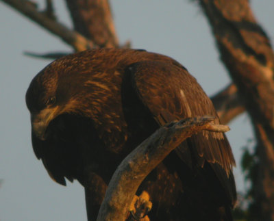 baeapwCN36091.jpg