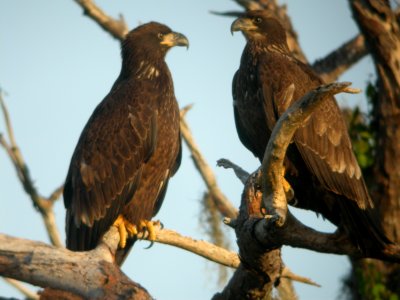 Young Eagles
