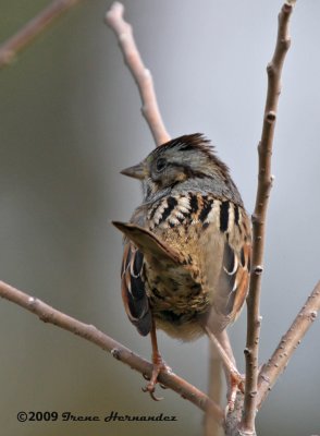 Swamp Sparrow