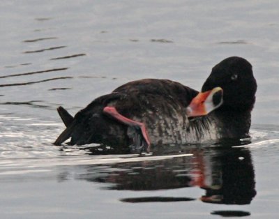 Surf Scoter2892