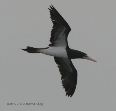 Brown Booby