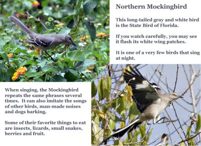 mockingbirdsue copy.jpg