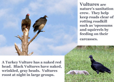vulturesusan.jpg