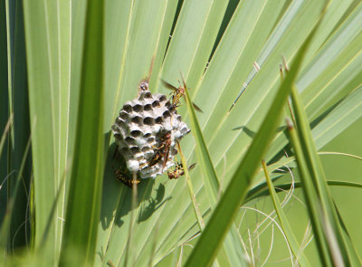 paperwasp7966nest.jpg