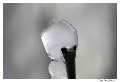 goutte glace