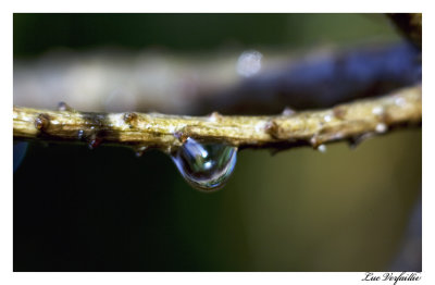 goutte d'eau