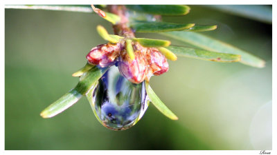 goutte d'eau