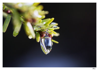 goutte d'eau